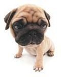 pic for Cute pug